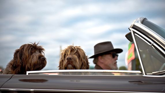 Dogs are best friends and sometimes even substitutes for absent partners