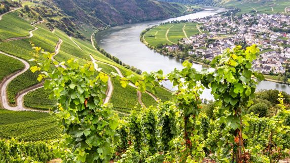 Weinberge mit Blick auf eine Stadt.