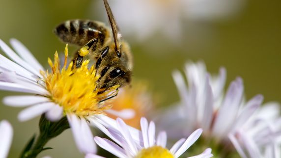 Schutzbedürftig: Honigbiene auf einer Blüte.