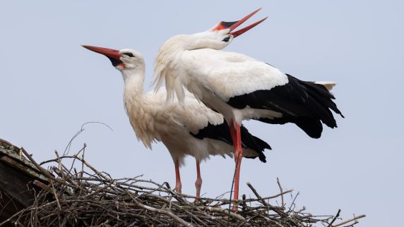 Zwei Störche im Nest 