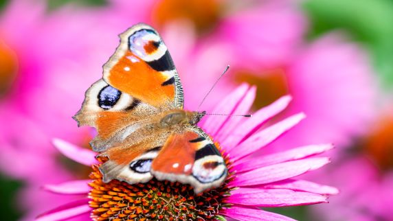  Etwa 70 Prozent aller Tierarten weltweit sind Insekten.