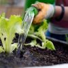 picture-alliance/dpa - Urban Gardening