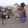 Tierärzte ohne Grenzen in Äthiopien