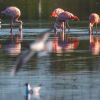 Fünf Flamingos in einem Teich