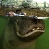 Ein Flusspferd im Kölner Zoo. Die Art ist weltweit gefährdet.