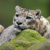 Der Schneeleopard zählt zu den am stärksten bedrohten Großkatzen der Erde. 