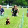 Zwei Dackel laufen bei einem Rennen um die Wette.