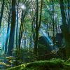 Wald Wald