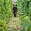 Handarbeit in extremer Steillage: Ein Erntehelfer trägt frisch gelesene Rieslingtrauben durch den Bremmer Calmont.