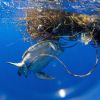 Plastikmüll gefährdet die maritime Tier- und Pflanzenwelt.