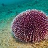 Seeigel spielen eine Schlüsselrolle im Ökosystem der Meere