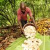 Kakao ist ein wichtigstes Exportgut Côte d'Ivoires.