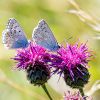 Bläulinge auf schwarzen Flockenblumen