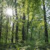 Laubmischwald in Thüringen 