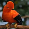 Der Rote Felsenhahn gehört zu den vielen Arten der Region Chocó in Ecuador.  