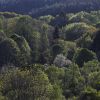 Dichte Waldlandschaft mit verschiedenen Laubbäumen in unterschiedlichen Grüntönen und einem einzelnen weißblühenden Baum in der Bildmitte, im Hintergrund bewaldete Hügel. 
