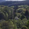 Dichte Waldlandschaft mit verschiedenen Laubbäumen in unterschiedlichen Grüntönen und einem einzelnen weißblühenden Baum in der Bildmitte, im Hintergrund bewaldete Hügel. 