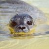 Giving seal pups a second chance at life: Germany’s Seal Sanctuary