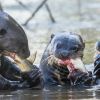 Familienessen für Riesenotter in Brasilien.