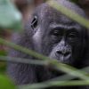 Gorilla im vom LLF unterstützten Odzala-Kokoua-Nationalpark. 
