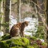 Eurasian Lynx (Lynx Lynx) in the Bavarian Forest National Park (Nationalpark Bayerischer Wald)