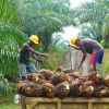 Ernte der Palmfrüchte