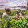Baumpflanzprojekt von Ecosia in Indonesien 