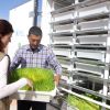 Hydroponics Algeria: Grüne Inseln in der Wüste