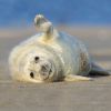 Kegelrobbe am Strand von Helgoland