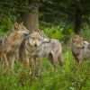 Wölfe werden wieder in Deutschlands Wäldern heimisch.