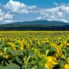 Sonnenblumenfeld in der Ukraine