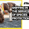 Railway employees on four legs: sniffing in the service of species protection 
