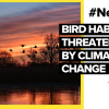 Consequences of climate change threaten migratory bird habitats