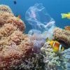 Plastikmüll im Meer 