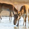 Was für eine Nase: die Saiga-Antilope in Kasachstan