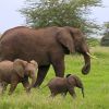 Elefanten im Serengeti Nationalpark, Tansania