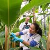 Forschung an Bananenpflanzen in Hohenheim