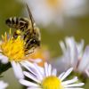 Schutzbedürftig: Honigbiene auf einer Blüte.