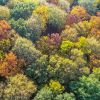 Herbstwald in Deutschland