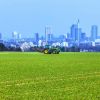 Attraktiver Gegensatz: Landwirtschaft vor der Frankfurter Skyline