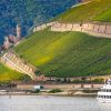 Weinbau am Mittelrhein bei Bingen