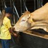 Rinderhaltung auf einem Bio-Bauernhof