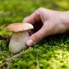 Pilze sind echte Alleskönner