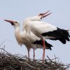 Zwei Störche im Nest 