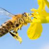 Es gibt etwa 550 Wildbienenarten in Deutschland.