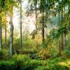 Naturnahe Mischwälder sind für den Klimawandel gewappnet. 