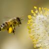 Die Menschheit ist auf sie angewiesen: die Honigbiene.
