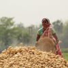Kartoffelernte in Indien