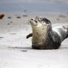 Junge Kegelrobbe im Schutzgebiet auf Helgoland