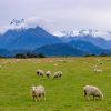 Schafherde in Neuseeland – Klimaschutz und Ernährungssicherheit 
